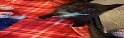 Mixed Breed cats for sale: Beautiful kittens  - Advert 6