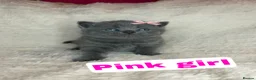 British Shorthair cats for sale: ✨  1 left Quality gccf British Shorthairs  - Advert 8