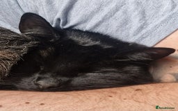 Mixed Breed cats for sale: Beautiful and loving female cat for loving home - Image 3