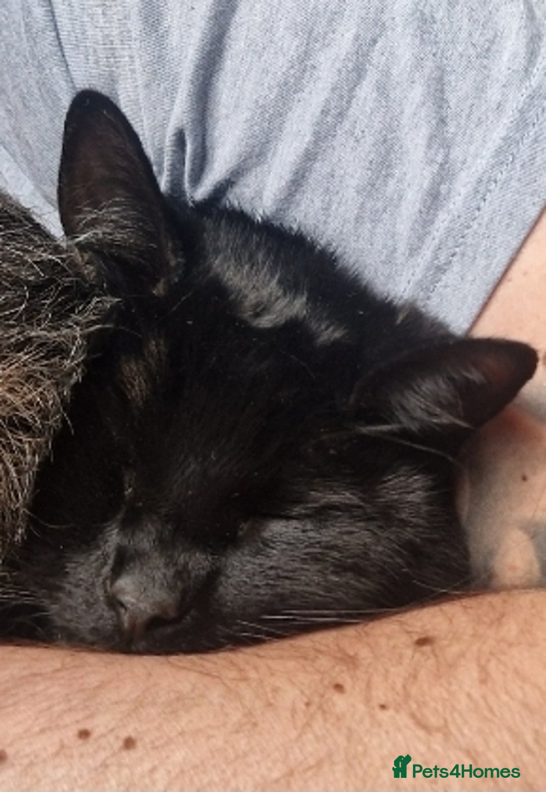 Mixed Breed cats for sale: Beautiful and loving female cat for loving home - Image 3