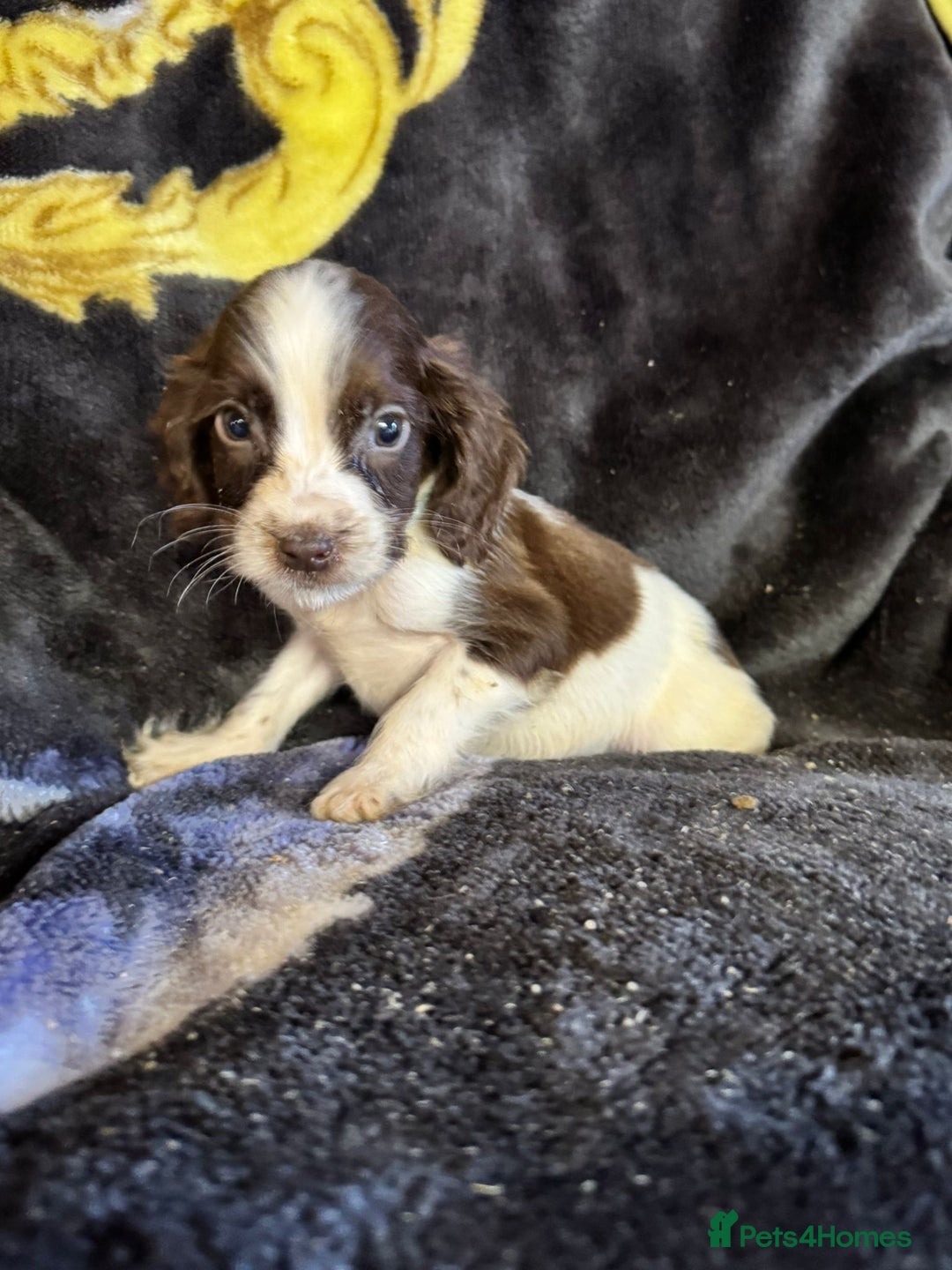 Cocker Spaniel dogs for sale: Cocker spaniel pups  - Image 4