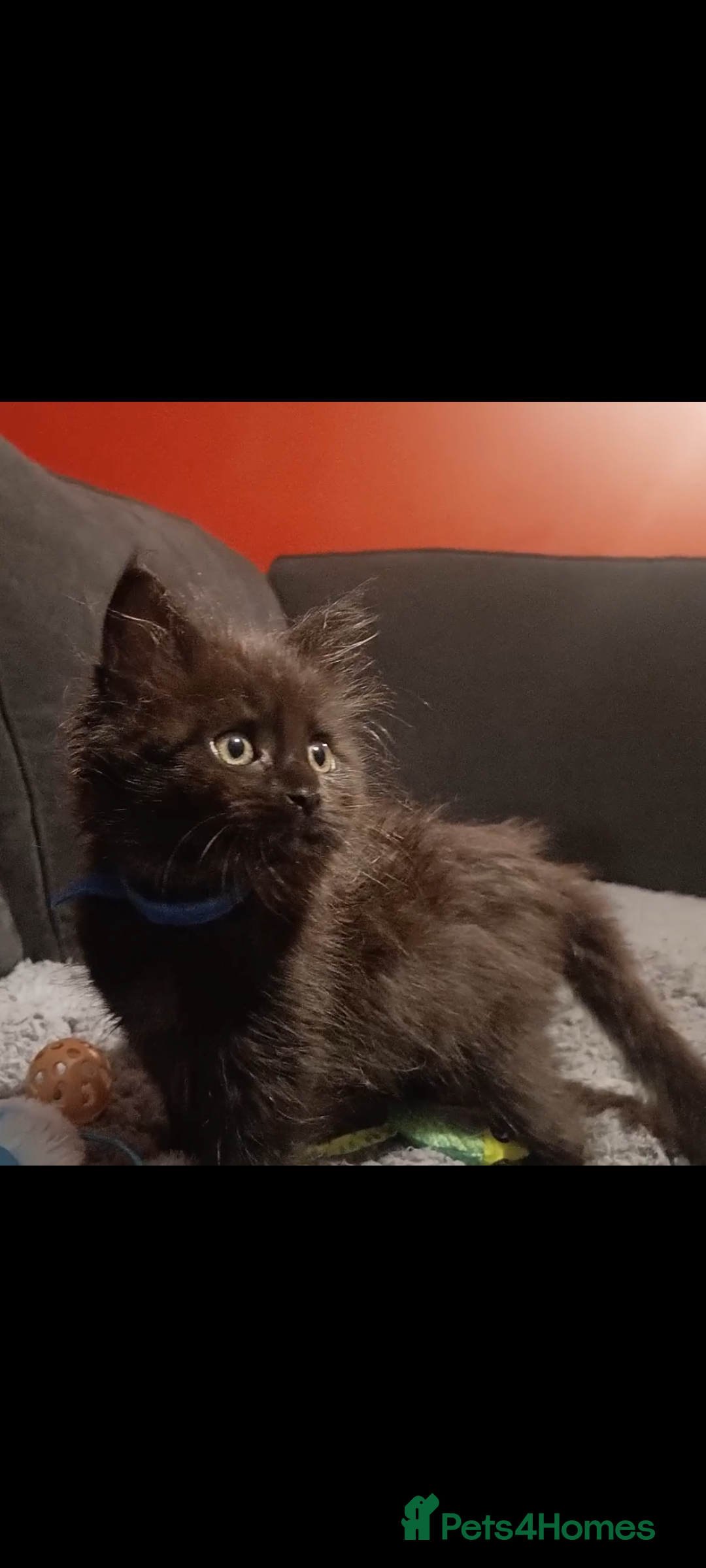 Maine Coon cats for sale: Adorable Maine Coon kittens in Manchester  - Advert 3