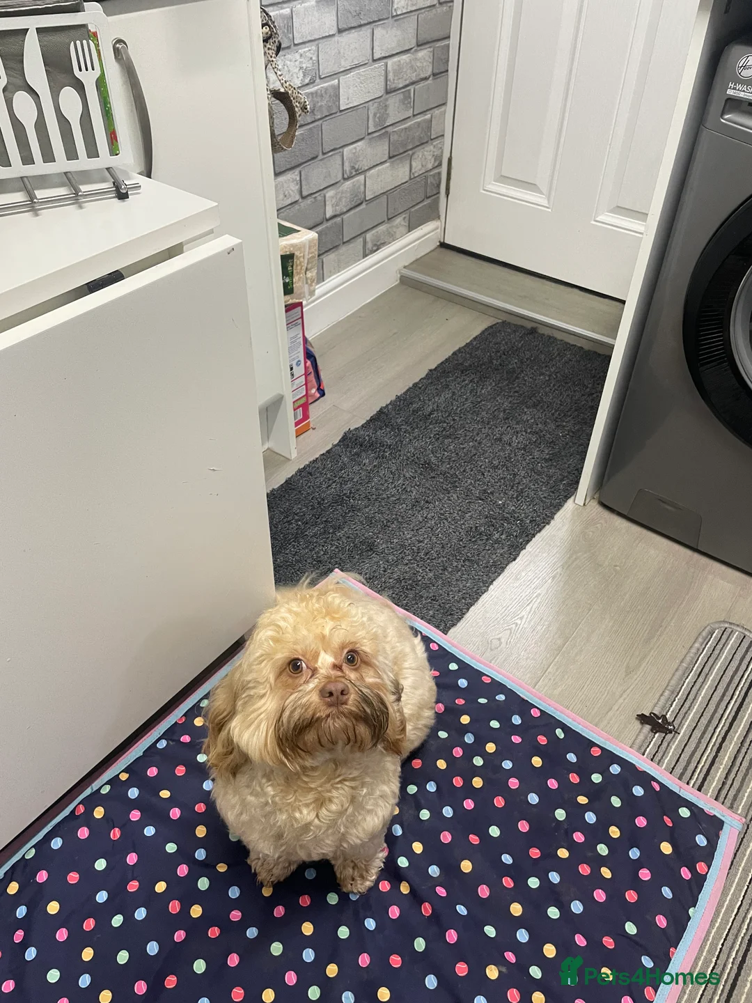 Shihpoo dogs for sale: Shihpoo - Advert 4