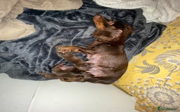 Miniature Dachshund dogs for sale: Pure mini chocolate/tan 6wk old dachshund boys  - Image 15