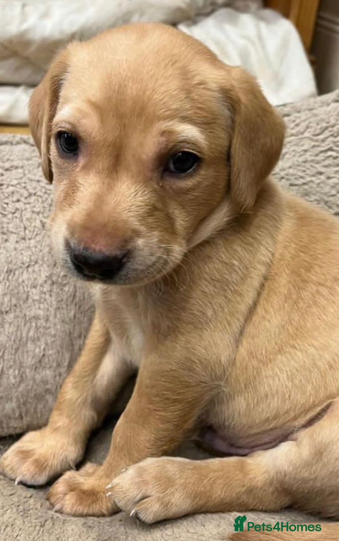 Labrador Retriever dogs for stud: Billy - 3YO Labrador Retriever Stud in Oxfordshire - Advert 12