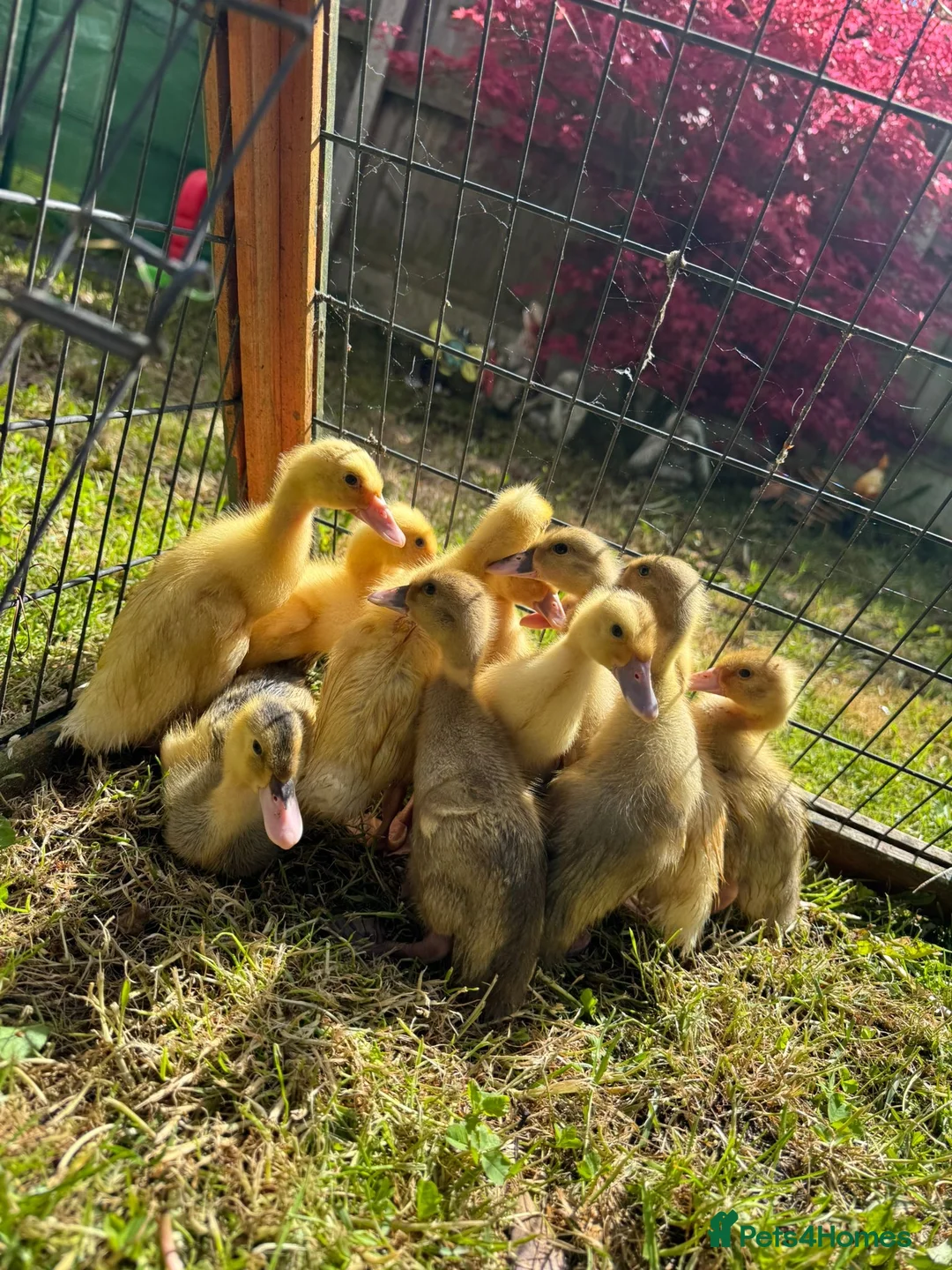Ducks poultry for sale: Indian Runner Ducklings  - Advert 2
