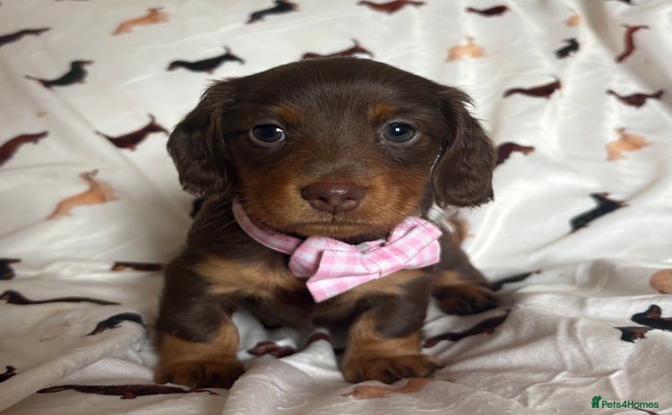 Miniature Dachshund dogs - Advert 2