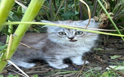 Scottish Fold cats for sale: ONE GORGEOUS SCOTTISH FOLD X CHINCHILLA PERSIAN - Image 4