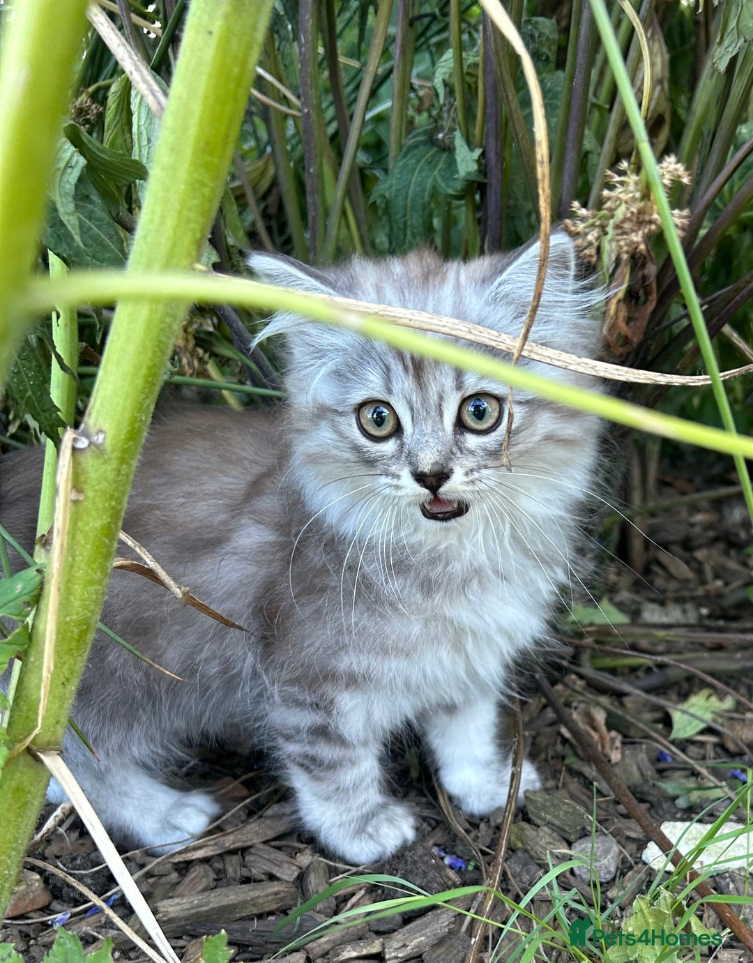 Scottish Fold cats for sale: ONE GORGEOUS SCOTTISH FOLD X CHINCHILLA PERSIAN - Image 4