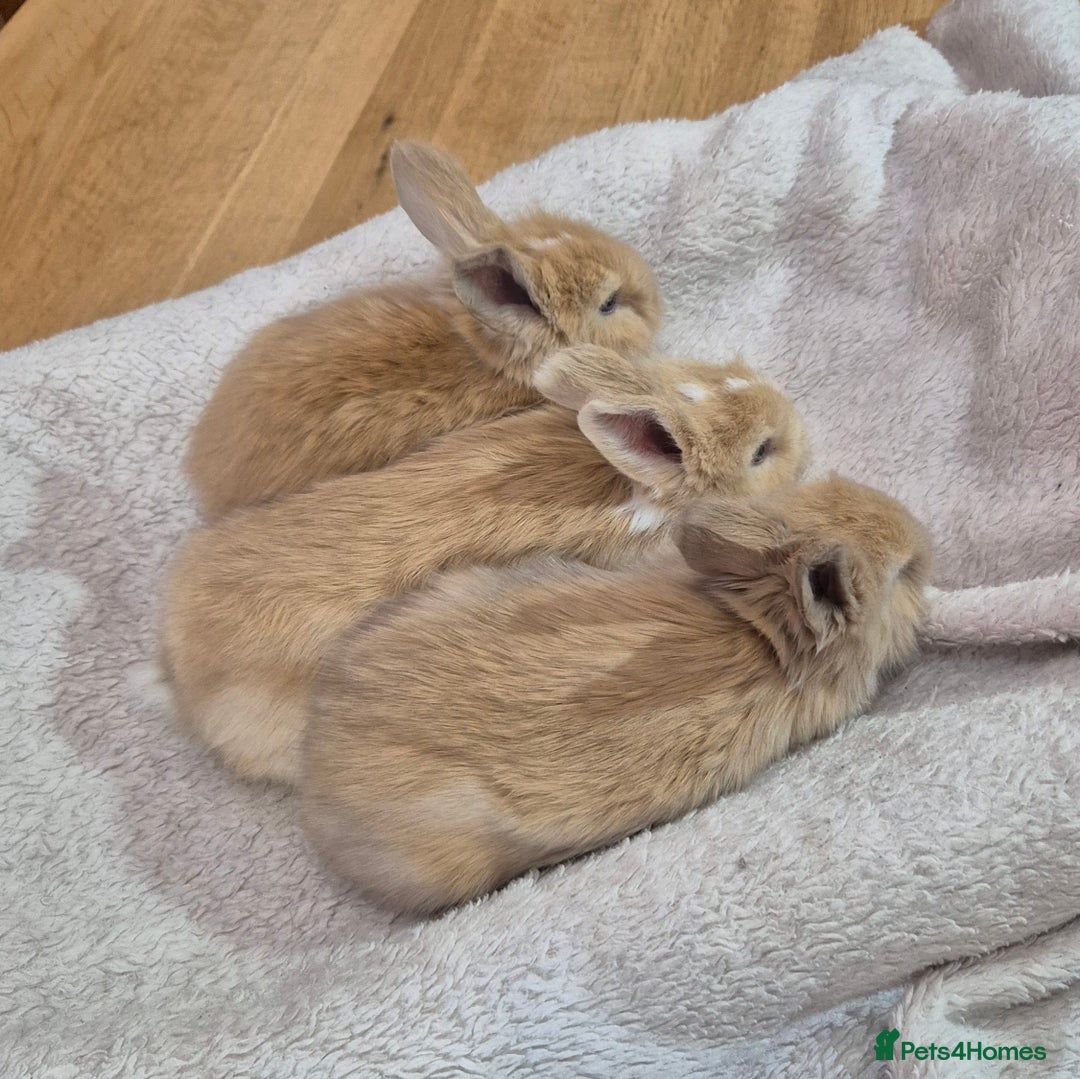 Angora rabbits for sale: Gorgeous Angora Rabbits,  Full (Maxi) faced - Advert 13