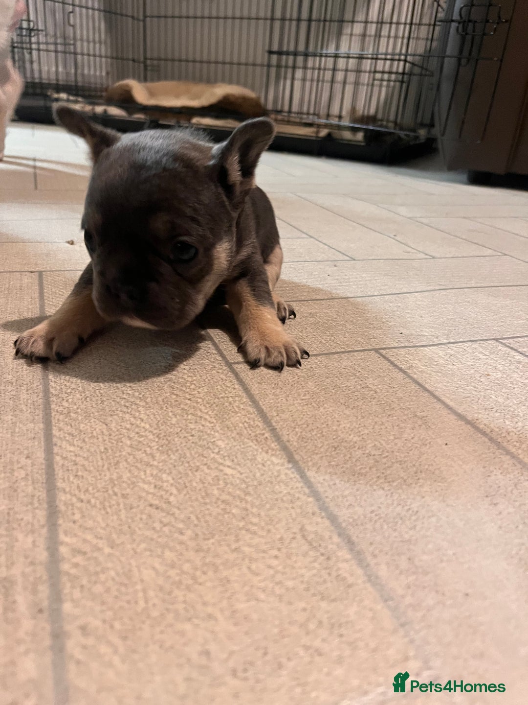 French Bulldog dogs for sale: Cutest frenchies pups  - Advert 16