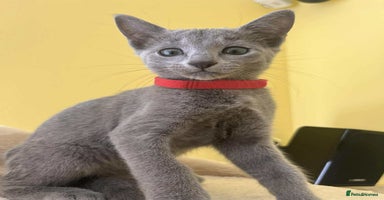 Russian Blue cats - Advert 10