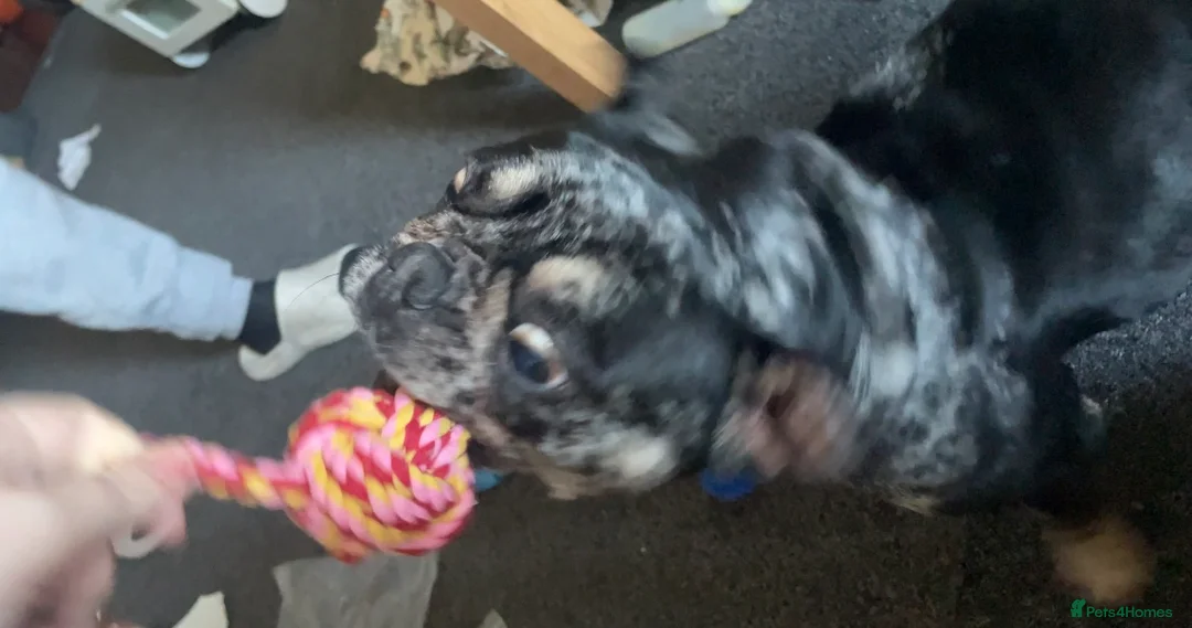 French Bulldog dogs for sale: Coco  - Advert 13