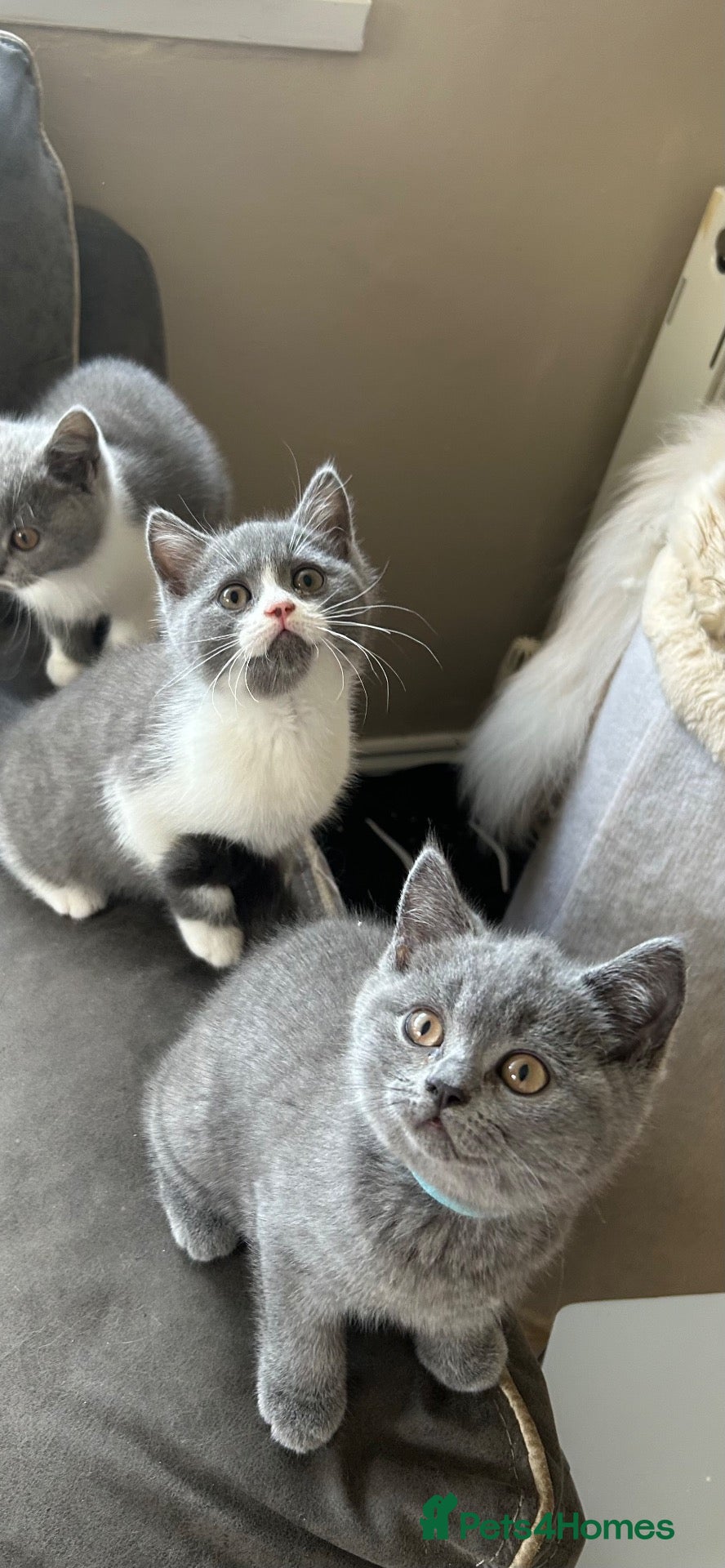 British Shorthair cats Beautiful BSH Kittens 🌺 READY NOW🌺 - Advert 2