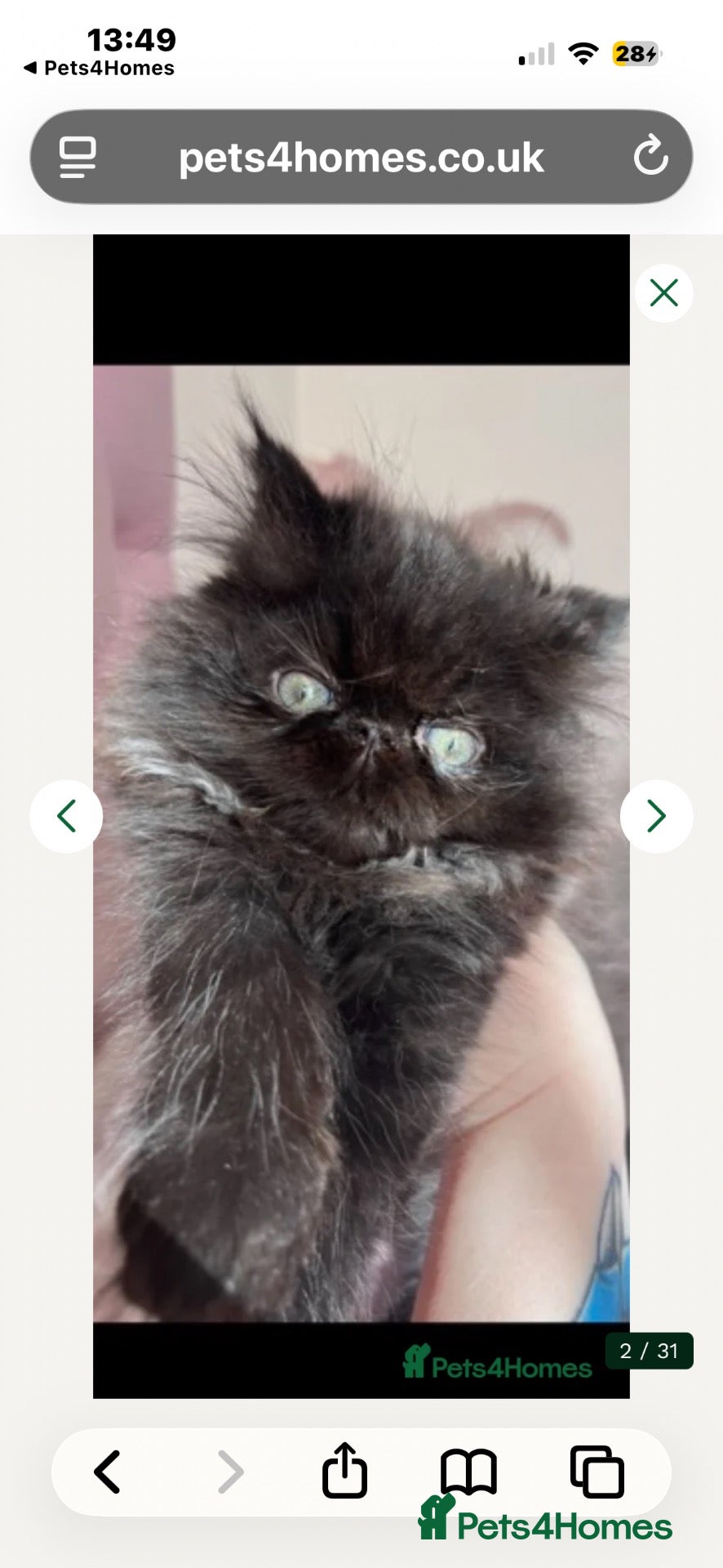 Persian cats rare black smoke Persian Kitten - Advert 1