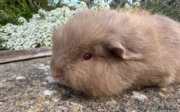 Guinea Pig rodents for sale: Stunning pure bred Swiss boar - Image 1