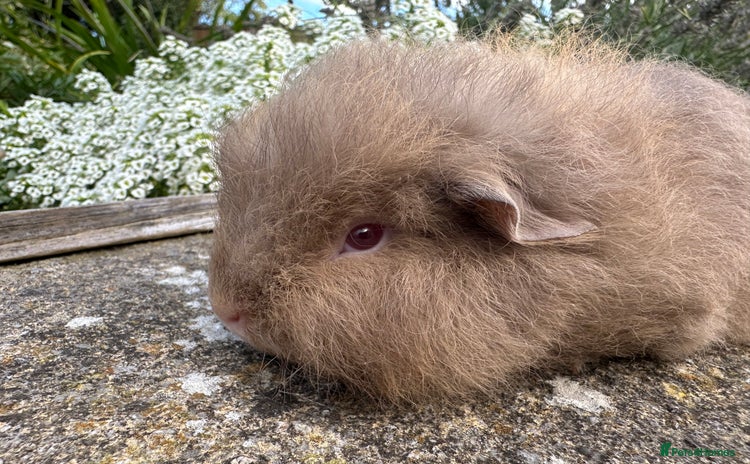 Guinea Pig rodents - Advert 4