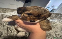 Jackapoo dogs for sale: Cavapoo x jack Russell puppies  - Image 27
