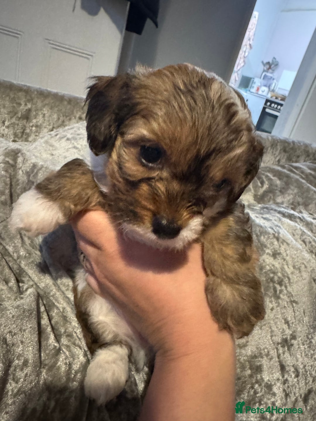 Jackapoo dogs for sale: Cavapoo x jack Russell puppies  - Image 27