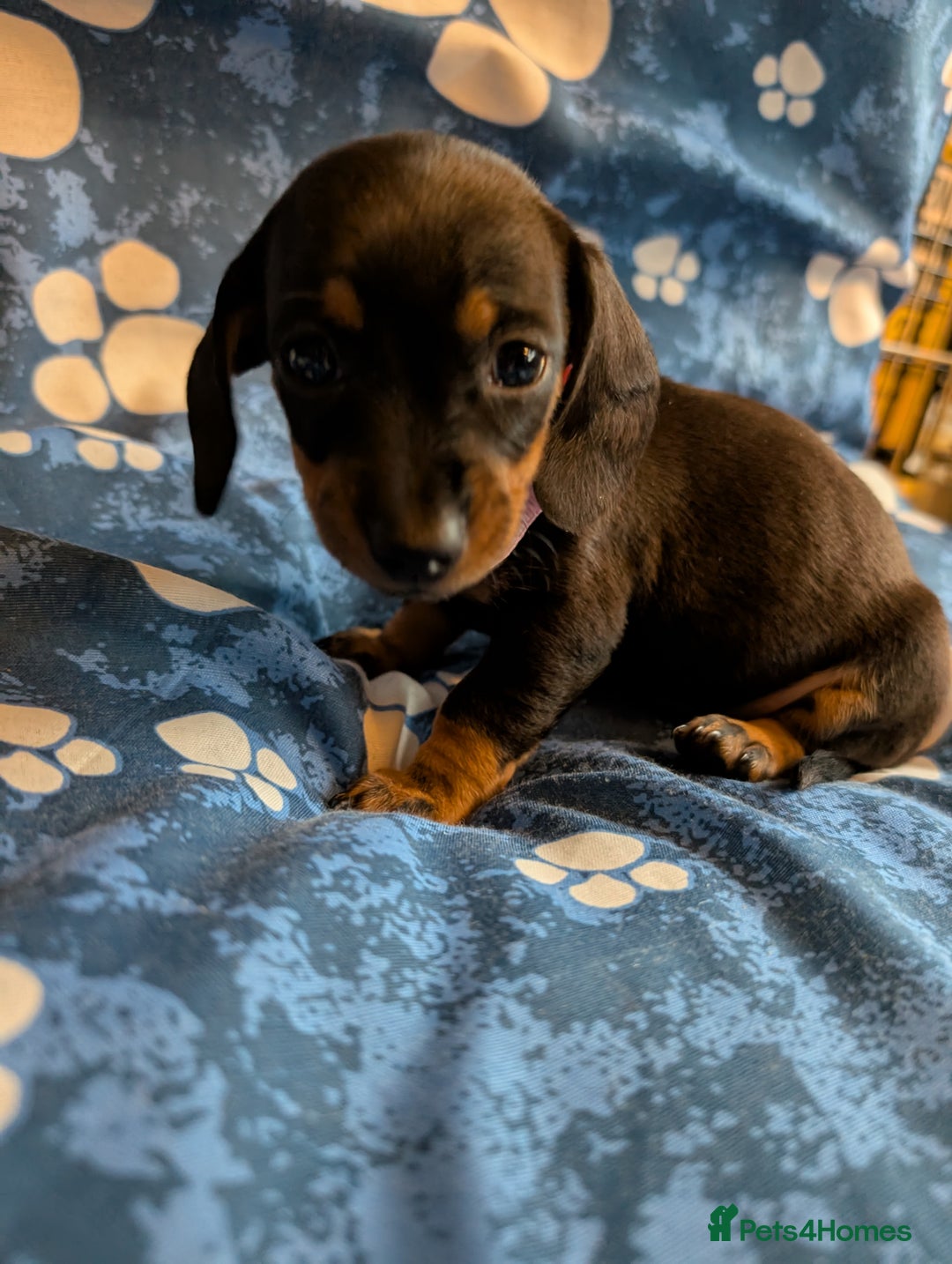 Dachshund dogs for sale: Dachshund Puppies - Image 12