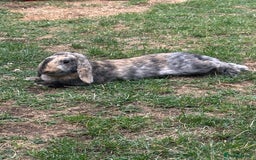 English Lop rabbits for sale: Brothers For Sale! - Image 5