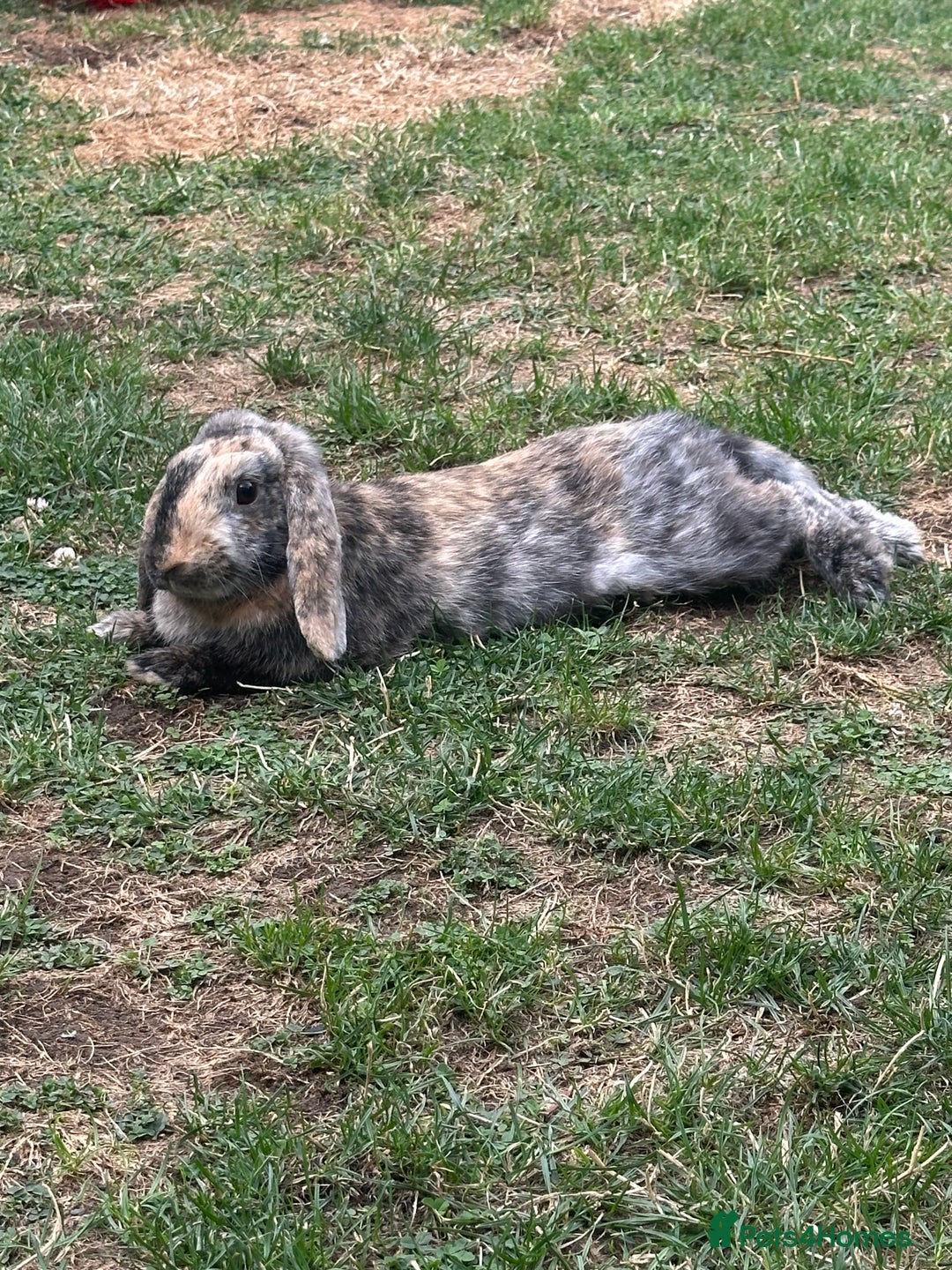 English Lop rabbits for sale: Brothers For Sale! - Image 5