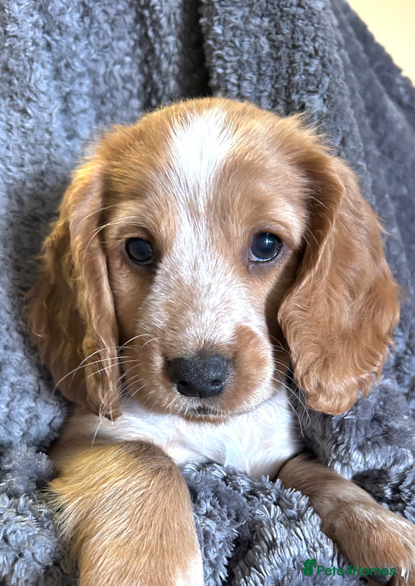 Cocker Spaniel dogs ✨Gorgeous Golden Working Cocker Girls Ready Soon!✨ - Advert 15