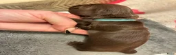 Miniature Dachshund dogs for sale: Longhaired Minature Dachshund - Advert 6