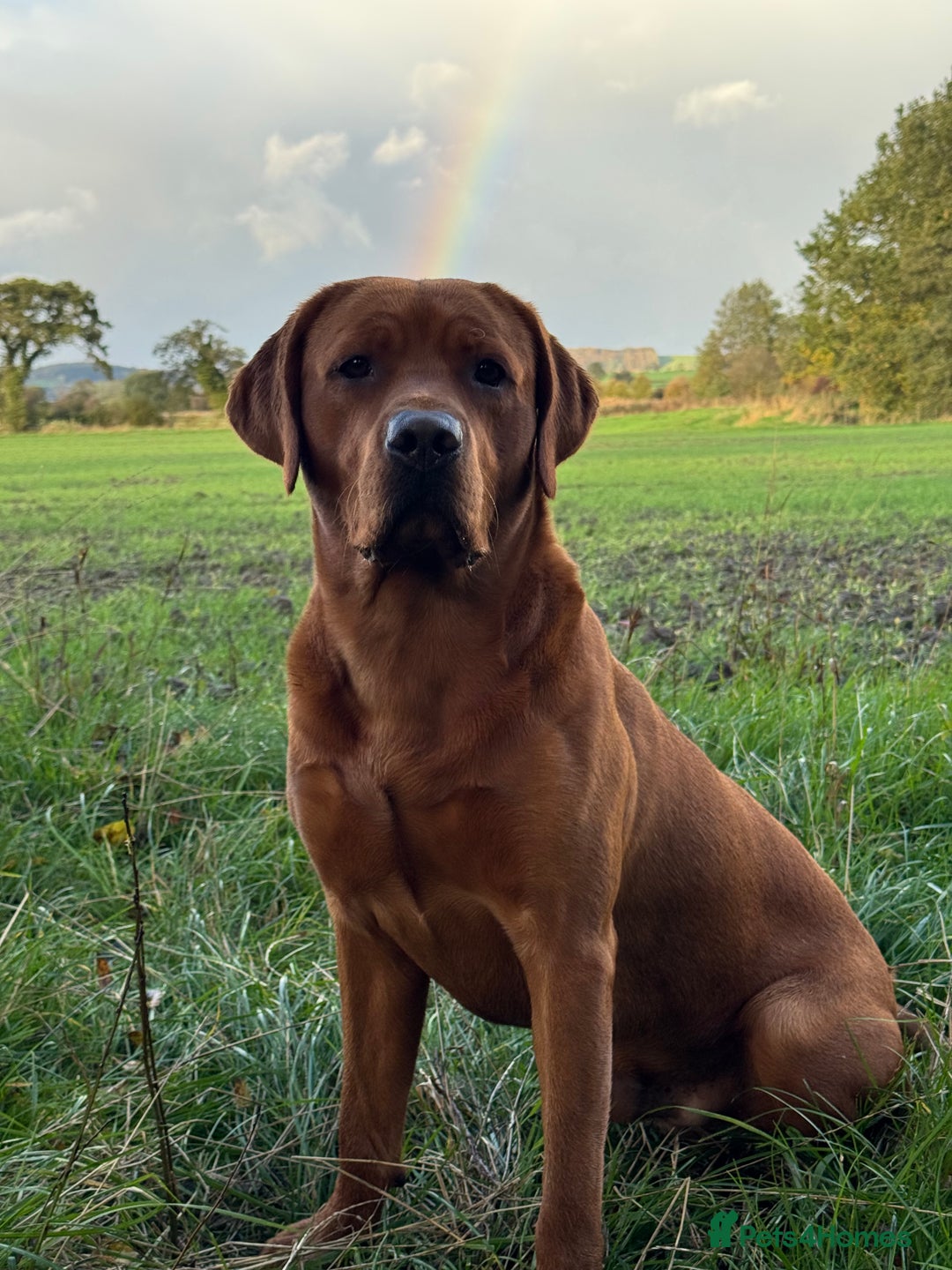 Labrador Retriever dogs for stud: Labrador Stud Sam with the perfect 0’s.  - Advert 13