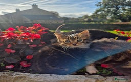 Mixed Breed cats for sale: Georgous Kittens Tabby / B&W - Ready now - Image 1