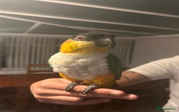 Budgerigars birds for sale: Hand-reared Black headed Caique for sale!!!  - Image 4