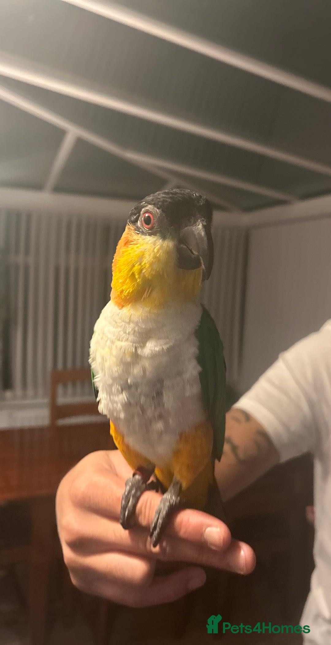Budgerigars birds for sale: Hand-reared Black headed Caique for sale!!!  - Image 4