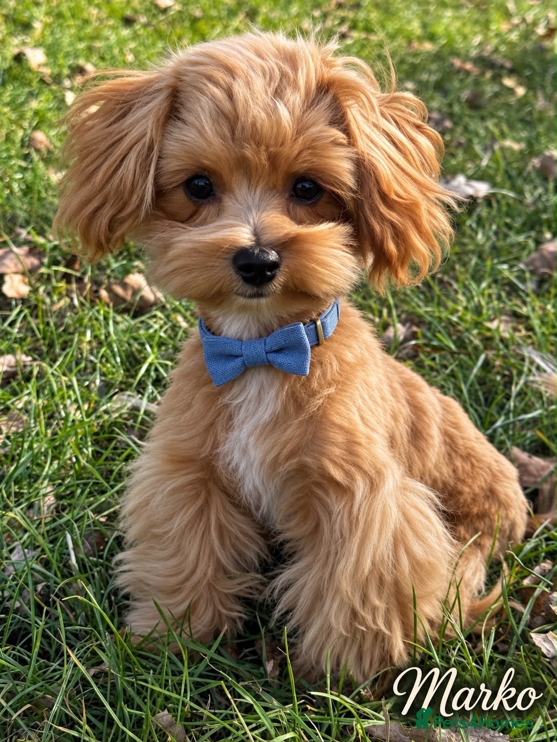 Maltipoo dogs Exceptional F1 Asian Maltipoo puppies - Advert 6