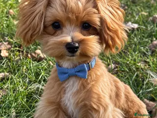Maltipoo dogs Exceptional F1 Asian Maltipoo puppies - Advert 6