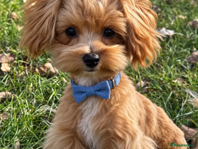 Maltipoo dogs for sale: Exceptional F1 Asian Maltipoo puppies - Advert 3