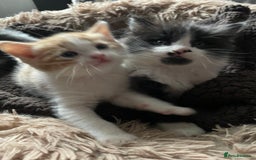 British Shorthair cats for sale: 5 kittens for sale  - Advert 10