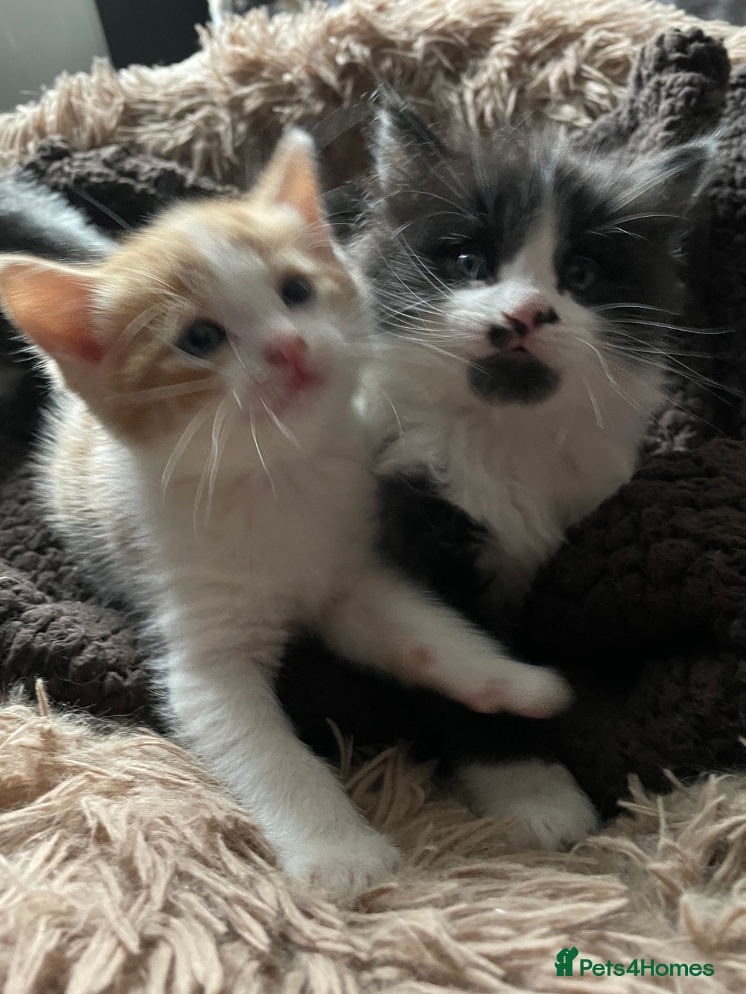 British Shorthair cats for sale: 5 kittens for sale  - Advert 10