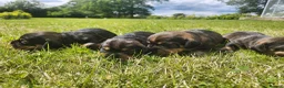 Dachshund dogs for sale: Kc registered teckel  - Advert 19