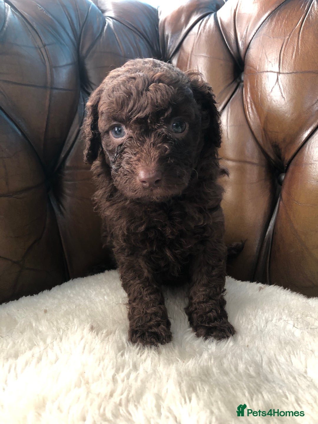 Labradoodle dogs for sale: Miniature Curly-Coated Teddybear Labradoodles  - Advert 13