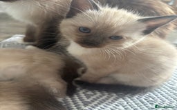 Ragamese cats for sale: ragamese kittens - Image 12