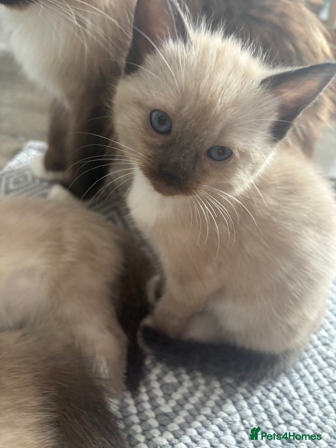 Ragamese cats for sale: ragamese kittens - Image 12