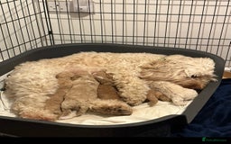 Cockapoo dogs for sale: Beautiful F1b Cockapoo Puppies , Ready Now!  - Image 2
