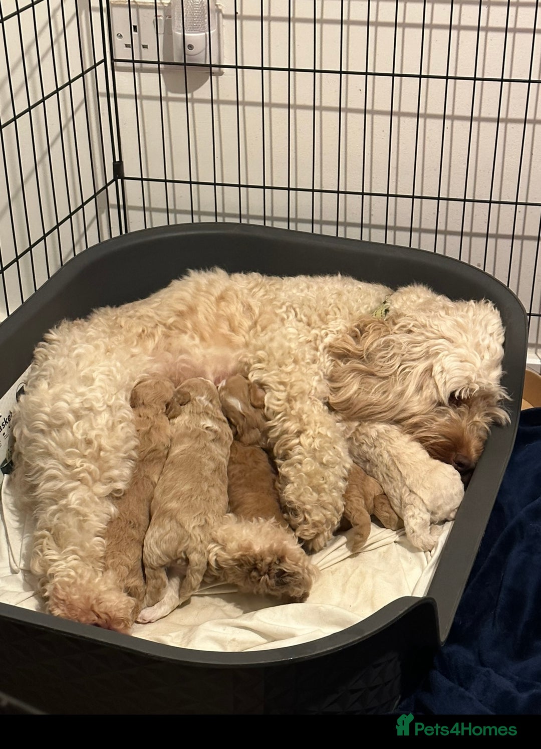 Cockapoo dogs for sale: Beautiful F1b Cockapoo Puppies , Ready Now!  - Image 2