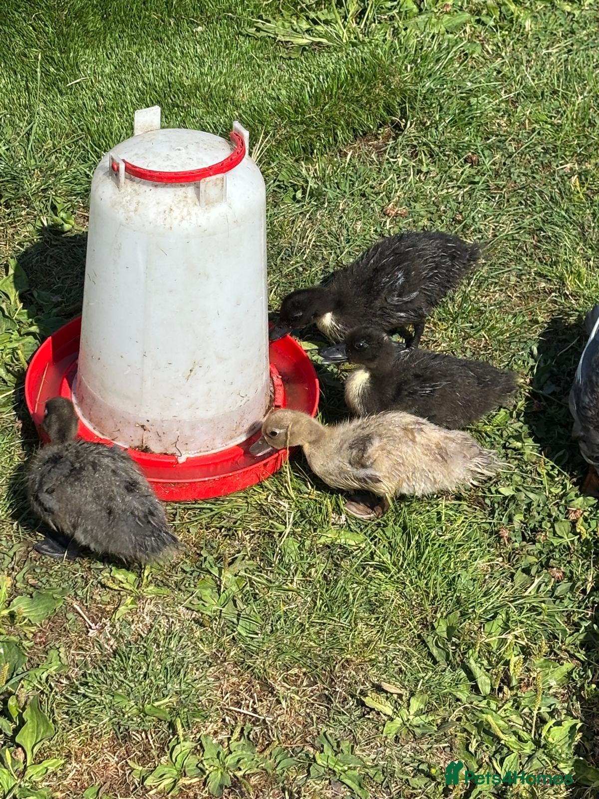 Ducks poultry Mixed call ducklings & mummy duck. - Advert 1