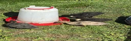 Ducks poultry for sale: Mixed call ducklings & mummy duck. in Preston - Advert 1