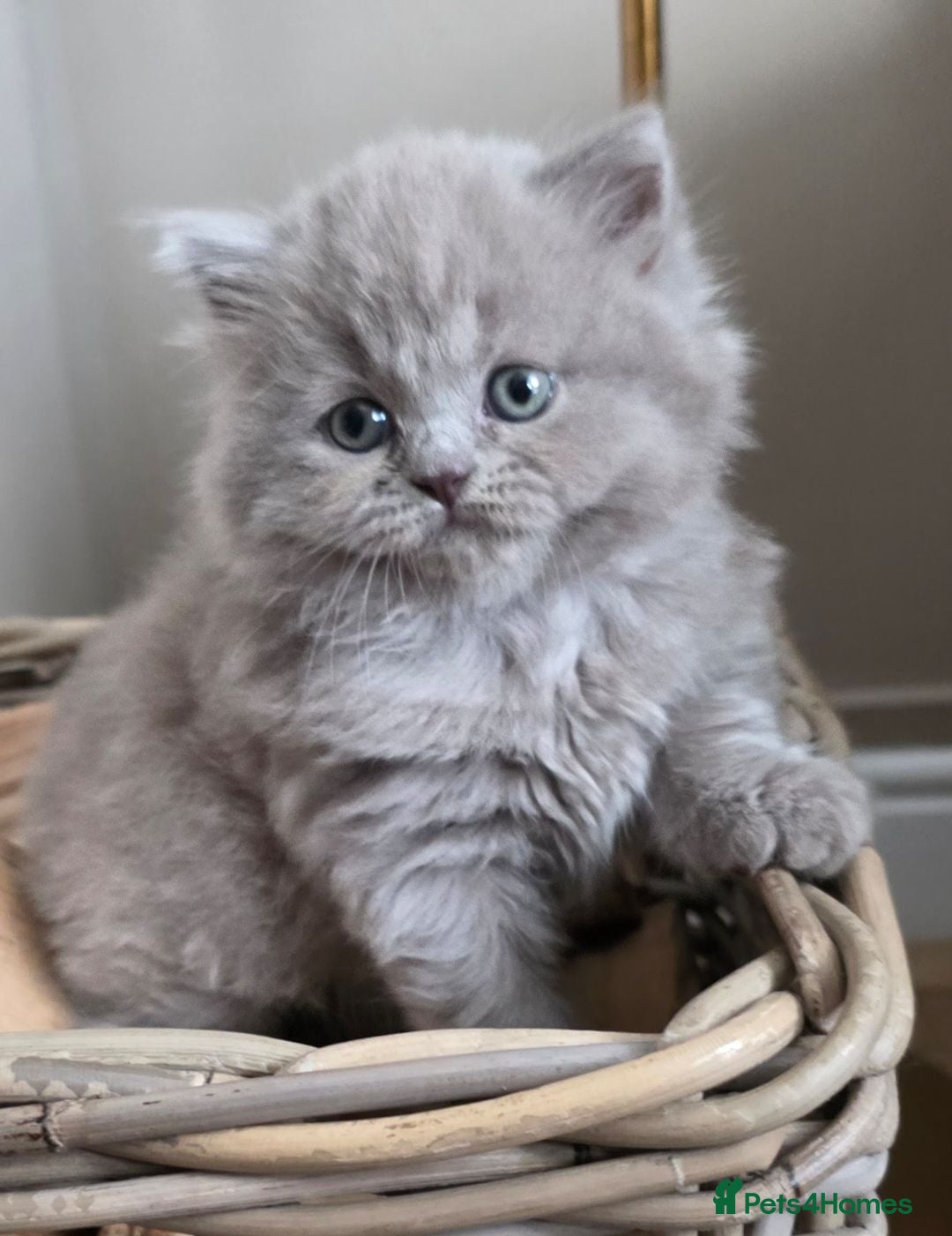 British Shorthair cats Exceptional  British longhair female  - Advert 15