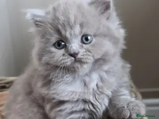 British Shorthair cats Exceptional British longhair female - Advert 15