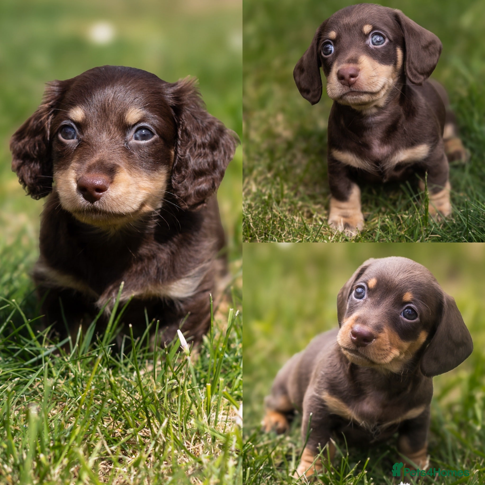 Miniature Dachshund dogs Last 3 left - KC Reg - PRA, DM and OI Clear - Advert 4