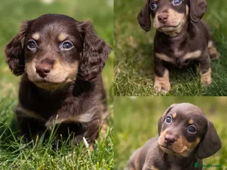Miniature Dachshund dogs Last 3 left - KC Reg - PRA, DM and OI Clear - Advert 4