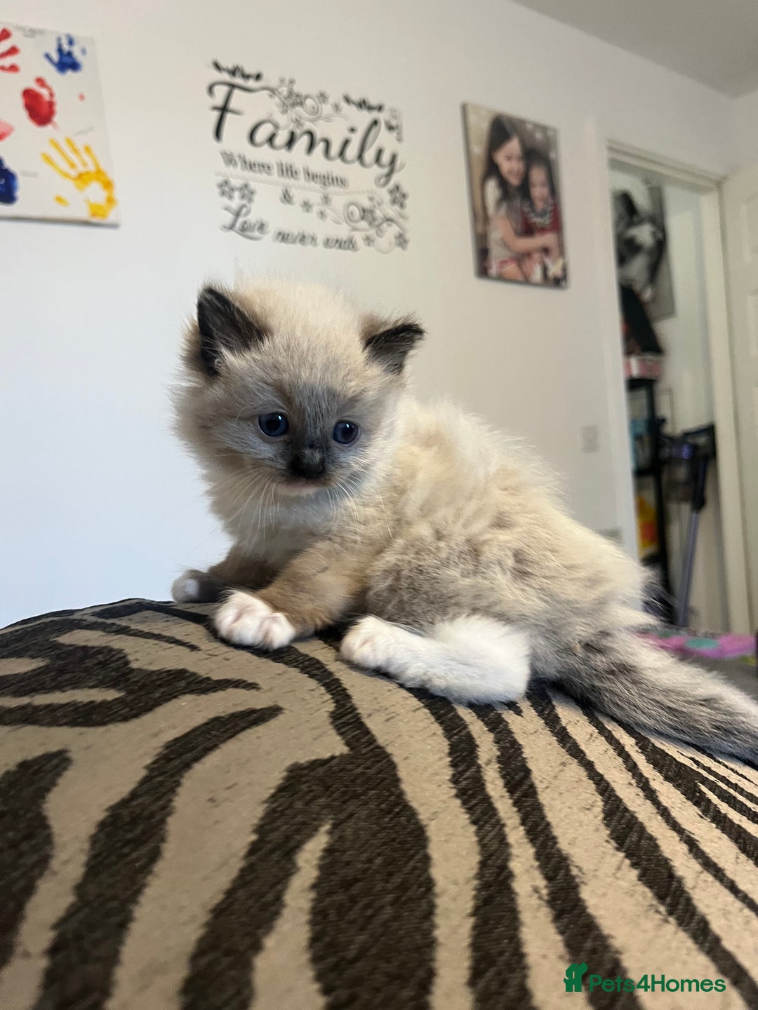 Ragdoll cats for sale: 5 Ragdoll kittens ready leave now  - Image 2